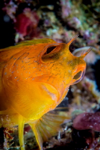 African Blenny, Parablennius pilicornis, Yellow Phase by Marco Gargiulo 